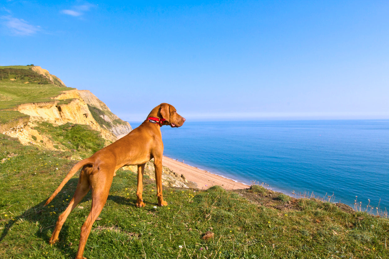 do old croatian sighthound howl