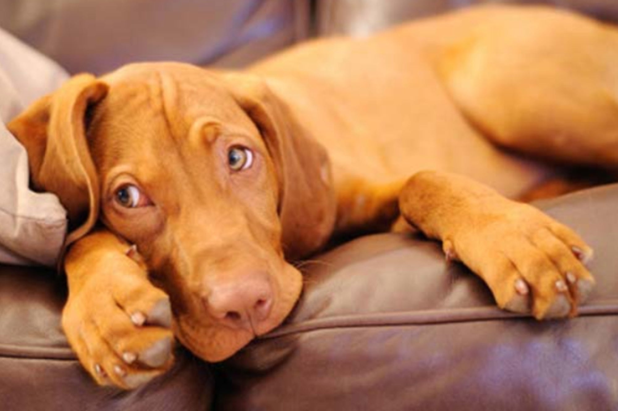 what counts as exercise for a puppy