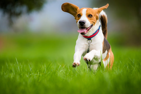 Keeping your dog's paws safe - Beagle running on a meadow in the Summer heat.