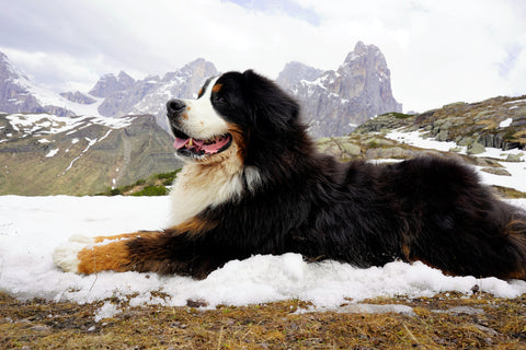 large-bernese-mountain-dog-lying-on-the-snow-during-winter