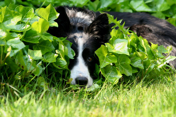 A Border Collie resting in shady grass and foliage with dappled sunlight.