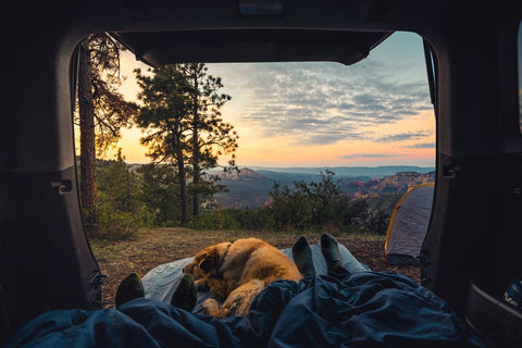 Tips for Camping with Dogs