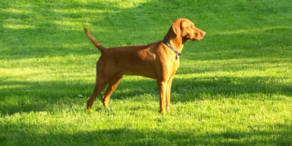 Iron Doggy hands free dog leash - Gulliver's Run