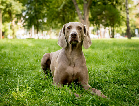 weimaraner-dog-breed-at-the-park