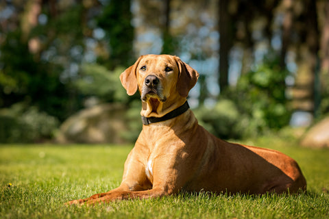 Collar vs. harness for dogs - Rhodesian Ridgeback lying on the grass outdoors.