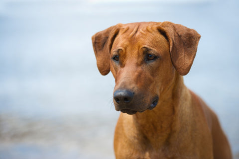 A close up photo of a Rhodesian Ridgeback in a beach setting.