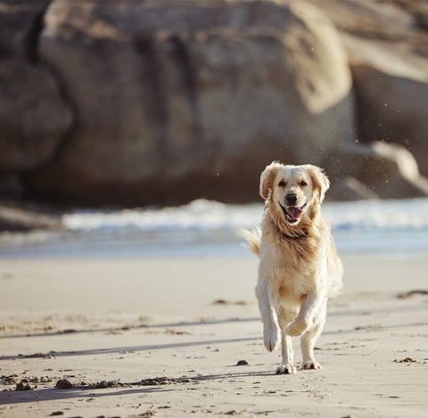 Dog running on the beach without leash.