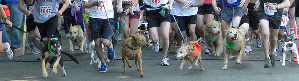 Iron DOggy hands free leash dog-friendly run events
