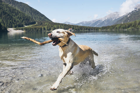 Dog carrying a large stick while playing in the mountains.