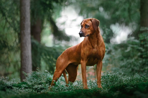 Observing dog park trail safety - A Rhodesian Ridgeback standing in a forest.