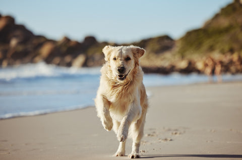 Keeping your dog's paws safe in summer - Dog running near the beach in Summer.