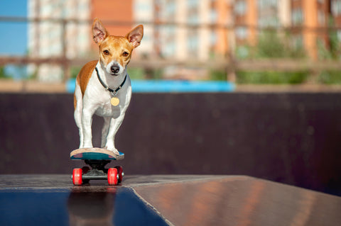 Keeping your pet dog safe during their skateboarding training.