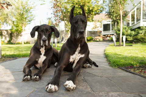 great-dane-sitting-on-the-road