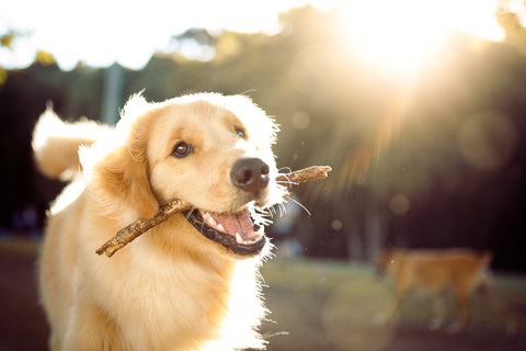 Keeping your dog's paws safe in summer - Puppy plays with stick in its mouth.