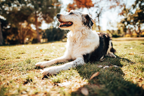 border-collie-resting-on-grass-near-forest-on-sunny-day