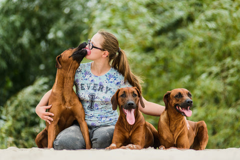  A smiling girl is kissing and hugging her cheerful Rhodesian Ridgeback dogs 