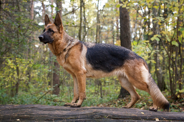 A purebred German Shepherd dog standing on a rock in a forest.