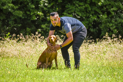 A man is training his Vizsla dog to run together in tall grass.