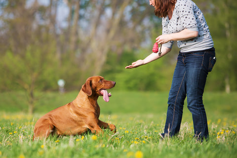 A woman is playing with her Rhodesian ridgeback on the meadow