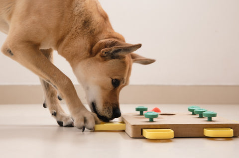 Holiday gifts for dogs - Dog playing with an interactive food puzzle at home.