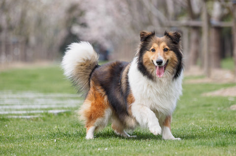 Jogging with your dog - A purebred Shetland Sheepdog standing on the grass outdoors.
