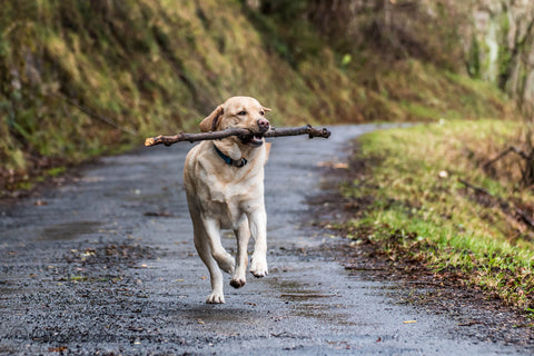 Dog biting a wooden stick while running outdoors in the rain.