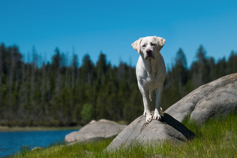 Hiking with your dog - A white dog standing on a rock while resting during a hiking trip.