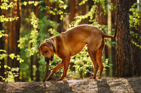 Dog park trail safety - A Rhodesian Ridgeback dog playing with a stick in a forest.