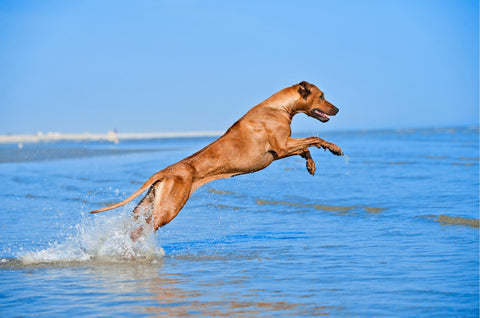 Preventing injuries from a leashed dog - A dog jumping while playing in the water.