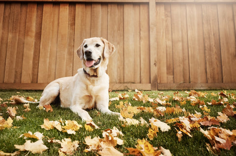 Choosing collar vs. harness - Labrador playing with fallen leaves in a backyard.