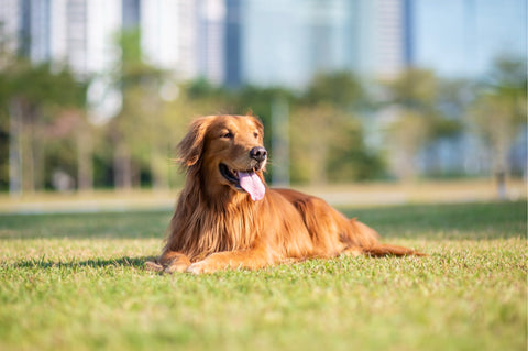 Jogging with your dog - A Golden Retriever lying on the grass outdoors.