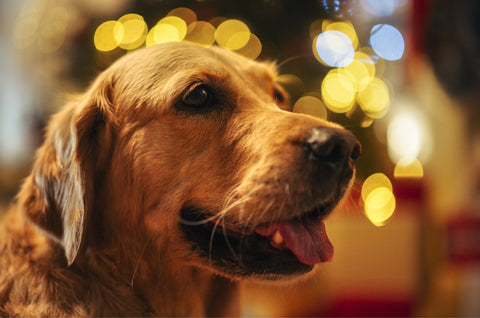 Golden retriever at home during the holidays.