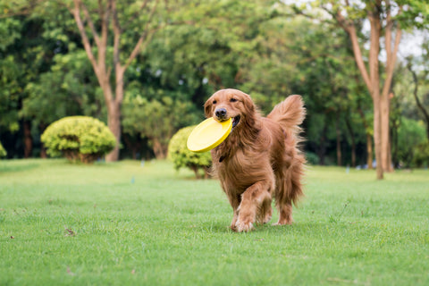 Golden-Retriever-running-and-playing-on-the-grass-carrying-a-frisbie