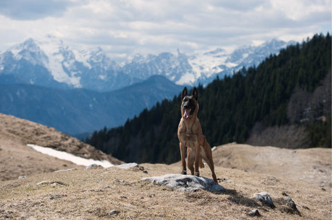 Hiking with your dog - A German Shepherd dog sitting on a rock during a hiking trip.