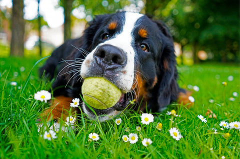 Collar vs. harness for your pup - Puppy playing with a tennis ball while lying on the grass outdoors.