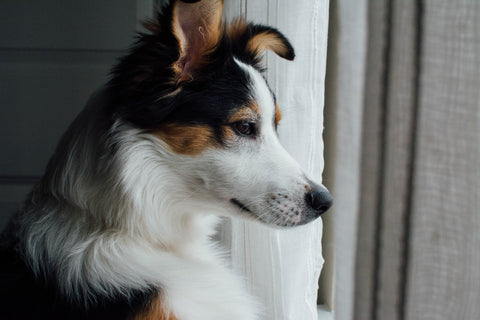 Preventing leash burn - Dog at home looking out the window.