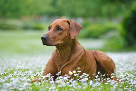 A Rhodesian Ridgeback dog in a field of chamomile flowers.