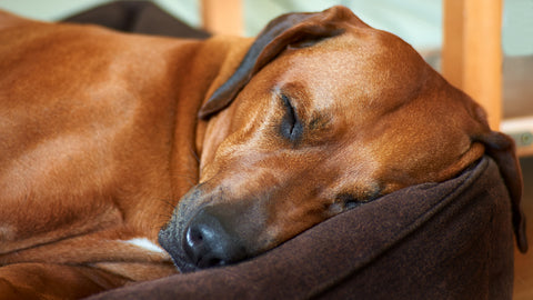 Close up photo of a rhodesian ridgeback sleeping in his dog bed