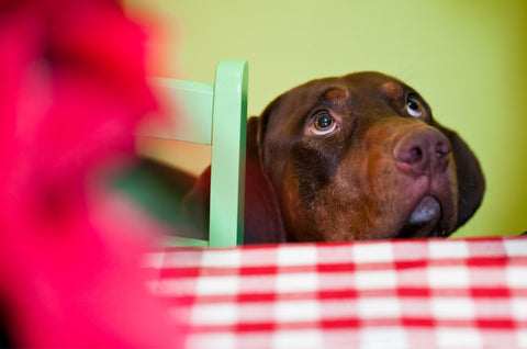 Keeping dogs safe from holiday foods - A brown dog waiting patiently beside a dining table during the holidays.