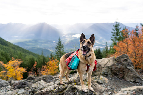 German Shepherd dog in the mountains during a geocaching adventure.