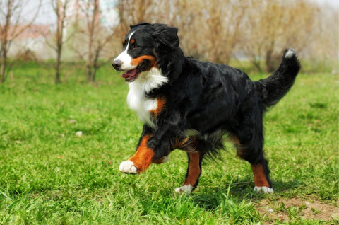 Proper training to prevent injuries from a leashed dog - A large dog running through the grasses outdoors.