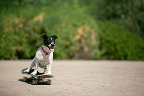 Skateboarding with your dog - A dog riding a skateboard in a flat are of a mountain.