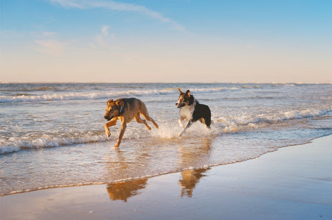 Two dogs running on the beach in the morning.