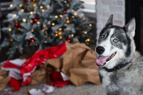 Holiday gifts for dogs - A Siberian Husky standing in front of a Christmas tree with unwrapped gifts.