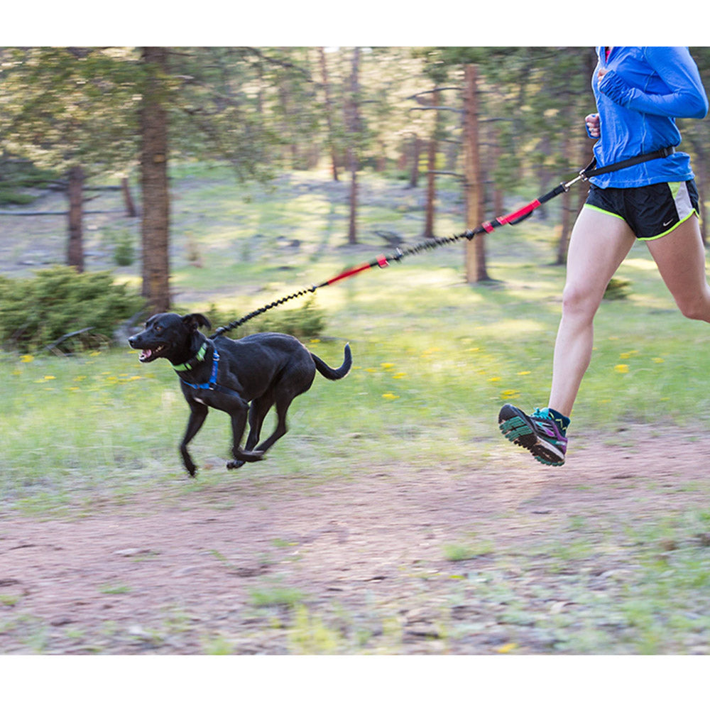 dog runner leash