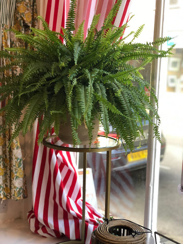 Fern Indoor Plant in the shop window at Andrassy Living