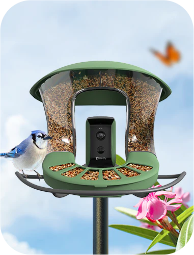 Tree-Mounted Bird Feeder