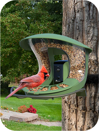 Wall-Mounted Bird Feeder