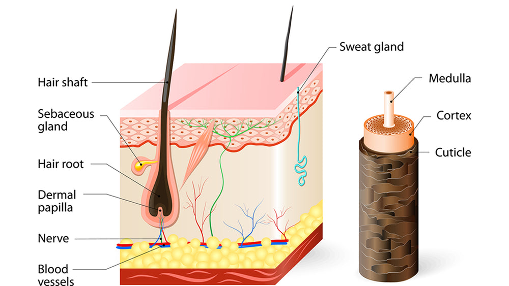 Definition of hair follicle  NCI Dictionary of Cancer Terms  NCI