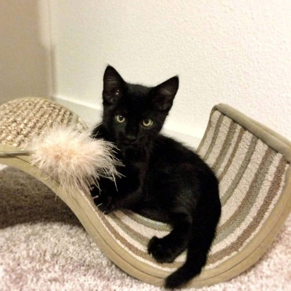 Rover as a kitten sitting on a cat scratcher 